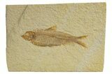 Detailed Fossil Fish (Knightia) - Wyoming #318421-1